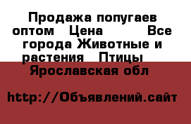 Продажа попугаев оптом › Цена ­ 500 - Все города Животные и растения » Птицы   . Ярославская обл.